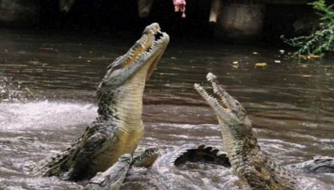 Про крокодилов и людей